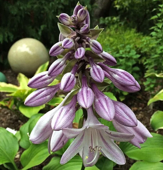 Grape Fizz Hosta